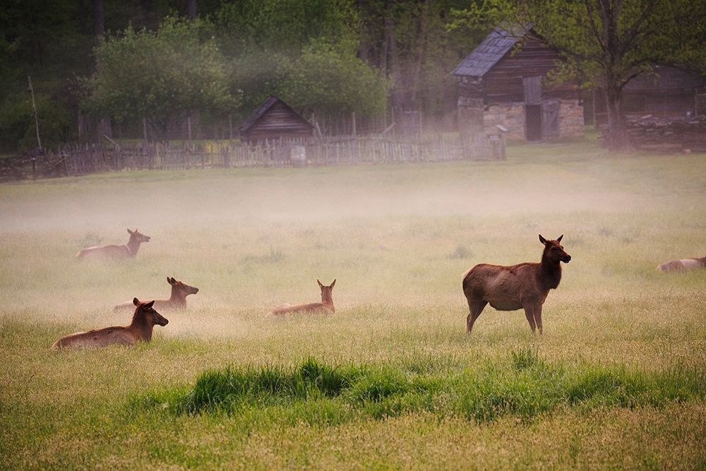 Tennessee Elk in foggy field at Great Smoky Mountains National Park